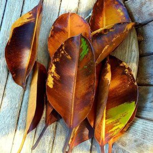 MAGNOLIA LEAVES ~ 8" X 10" photo